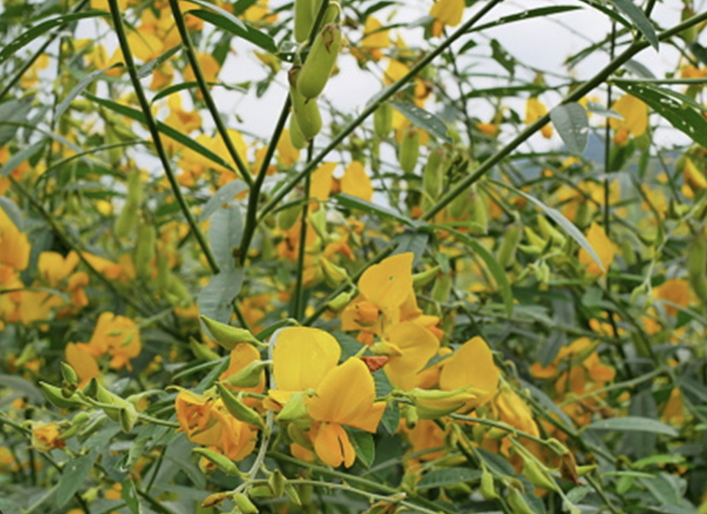 crotalaria 2.png