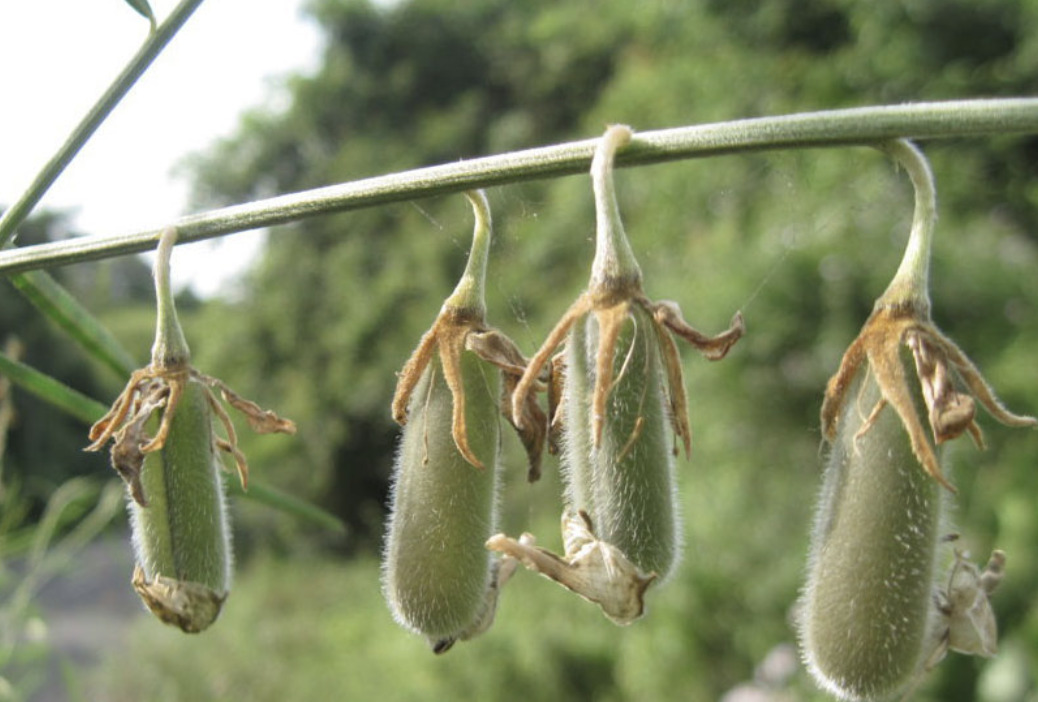 crotalaria 3.png