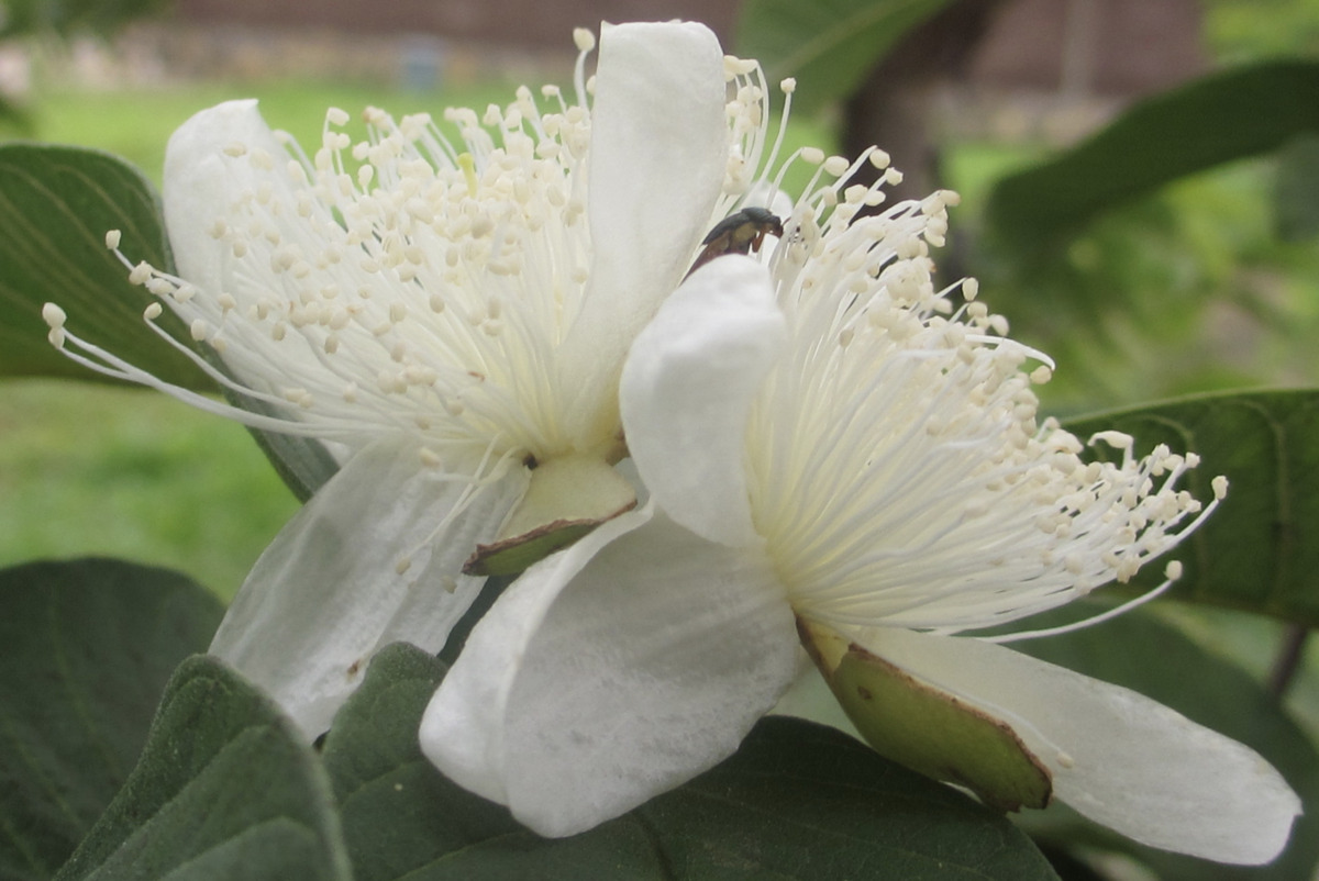 guayaba 2.png