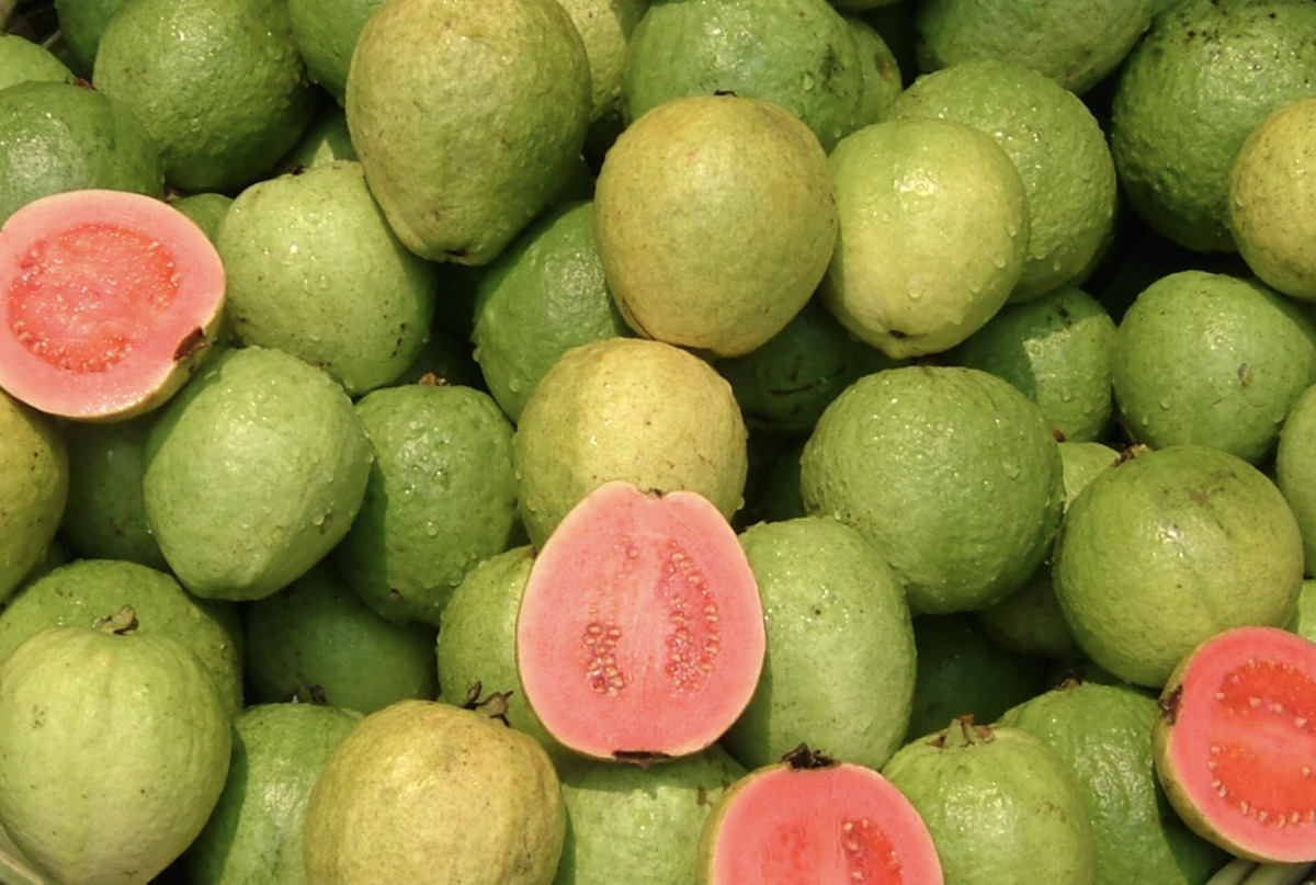 guayaba 3.png