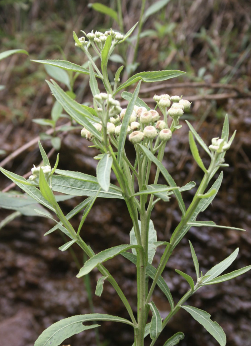 yerba de lucero 1.png