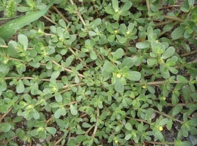 purslane.png