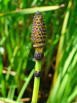 H. Zell, Equisetum hyemale 003, CC BY-SA 3.0