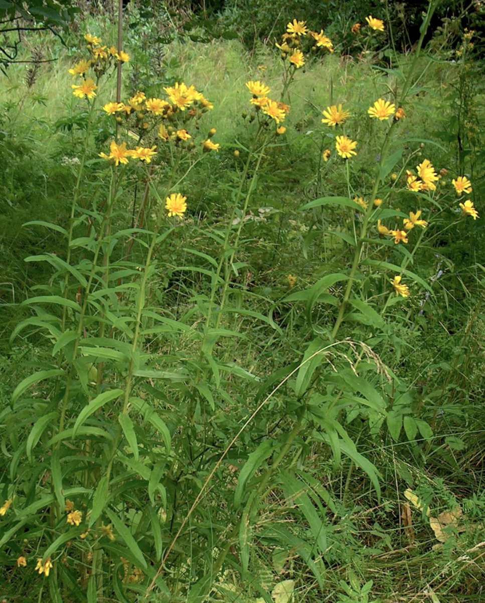 canada hawkweed 2.png