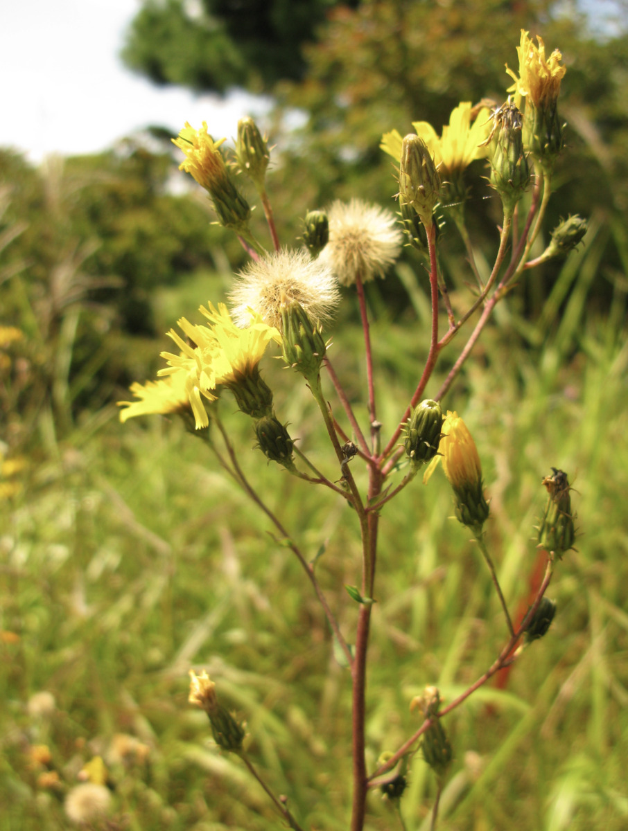 canada hawkweed 3.png