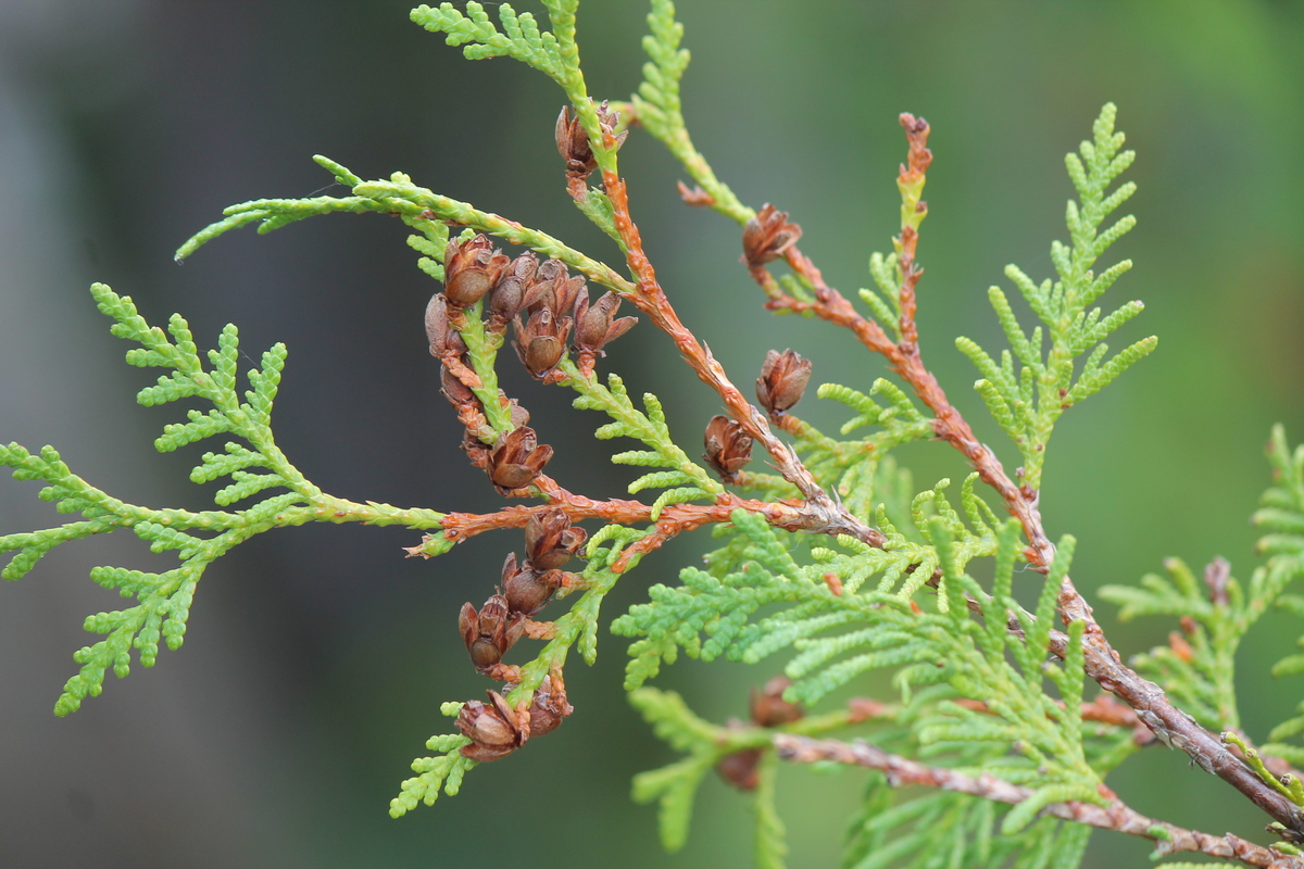 Southern white cedar.JPG