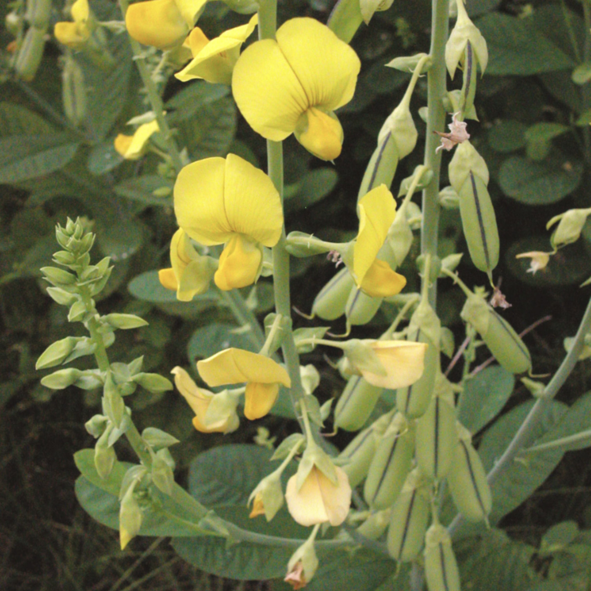 crotalaria 1.png