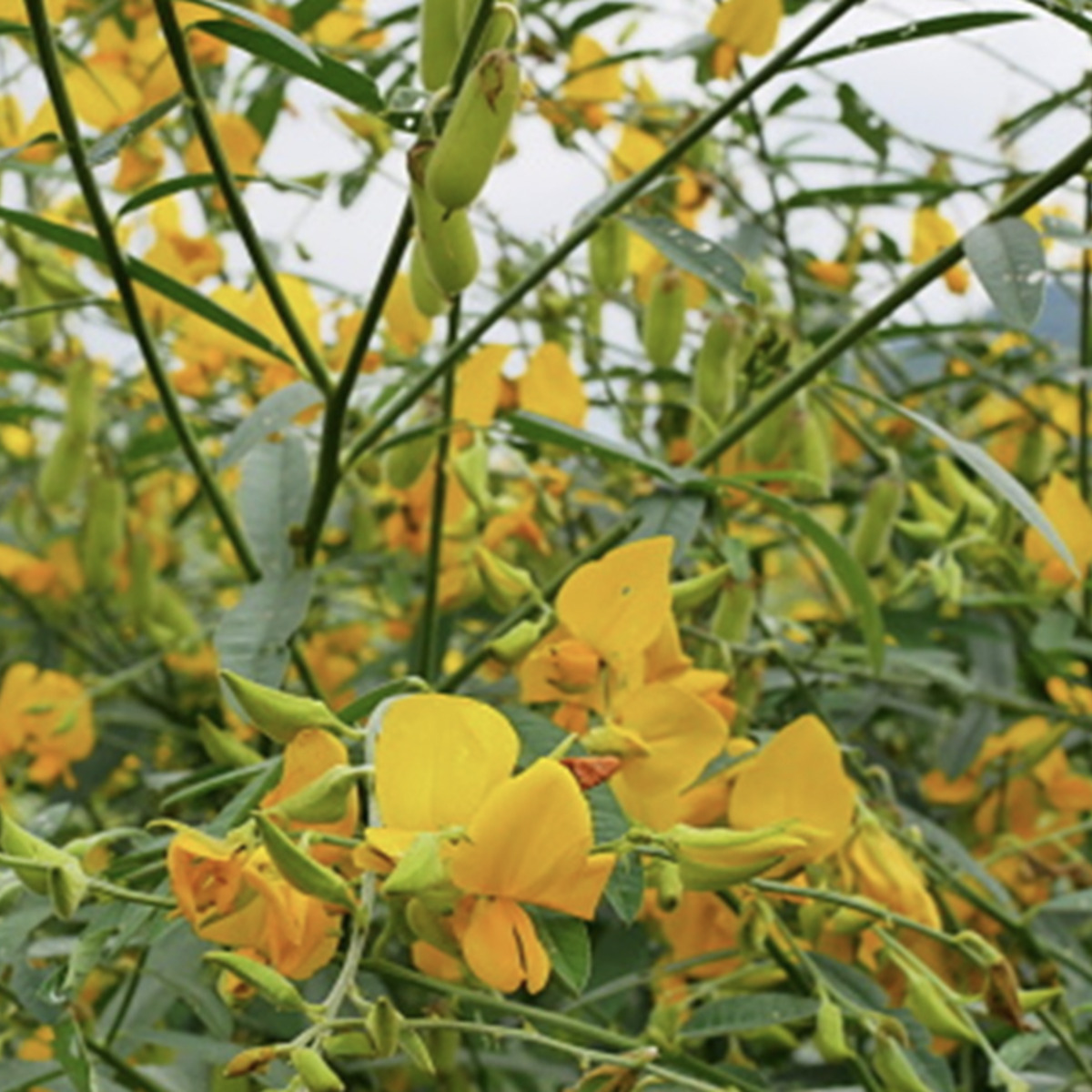 crotalaria 2.png