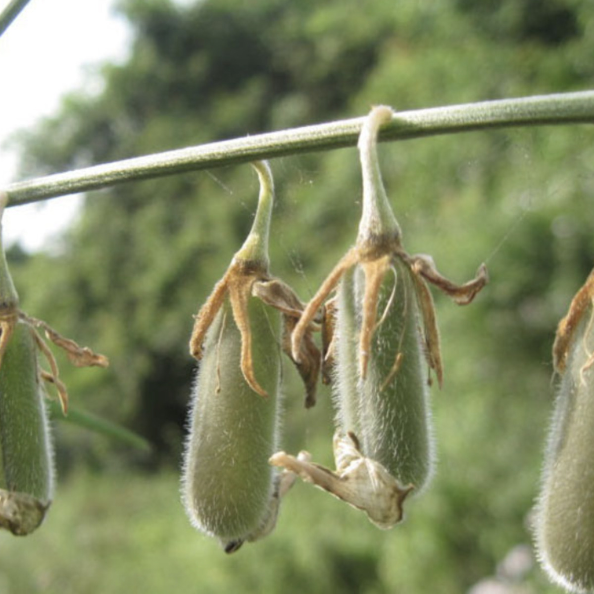 crotalaria 3.png