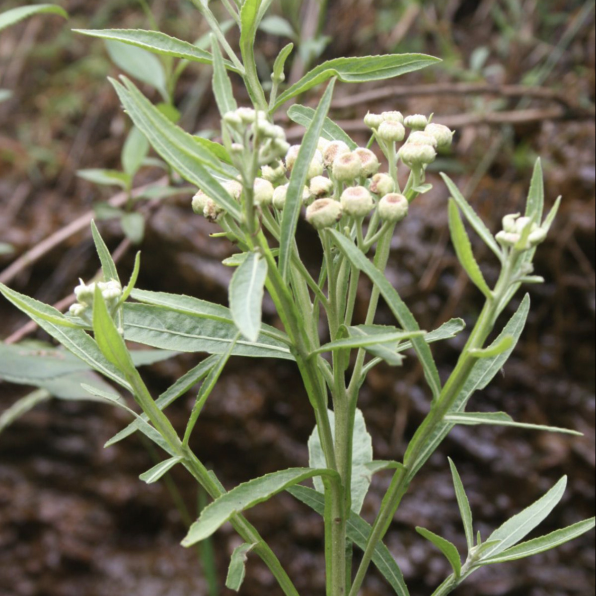 yerba de lucero 1.png