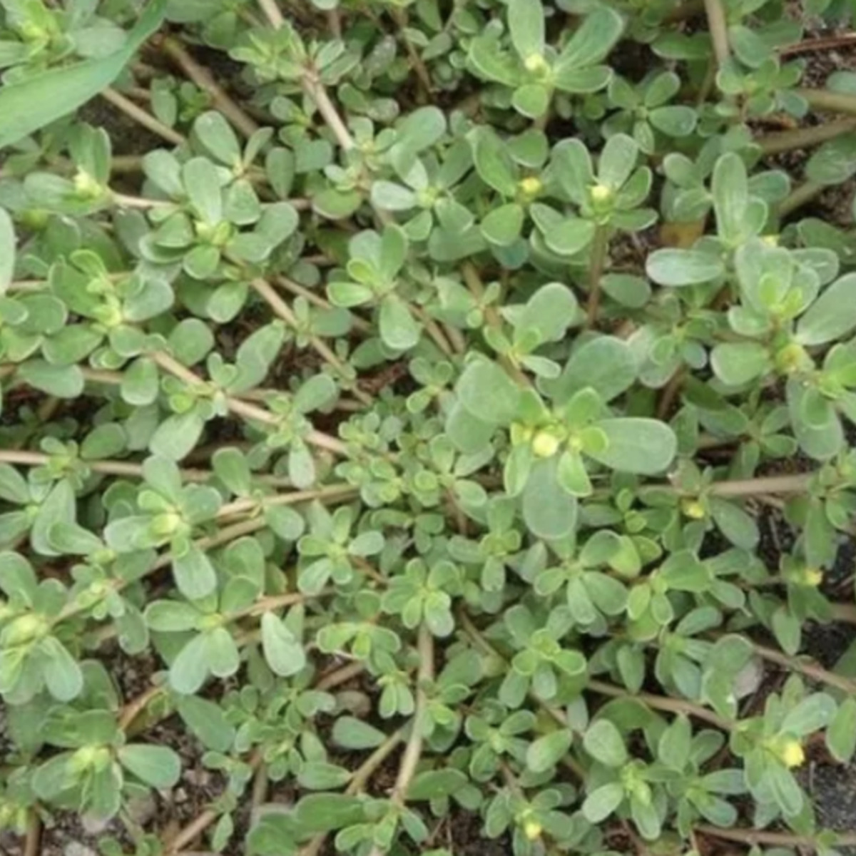 purslane.png