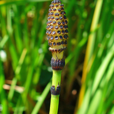 H. Zell, Equisetum hyemale 003, CC BY-SA 3.0