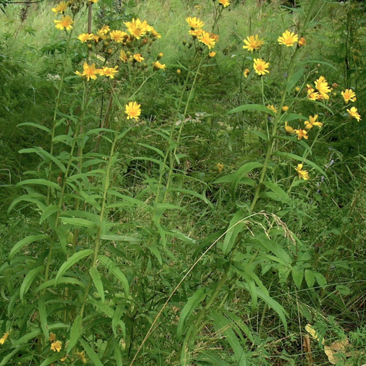 canada hawkweed 2.png