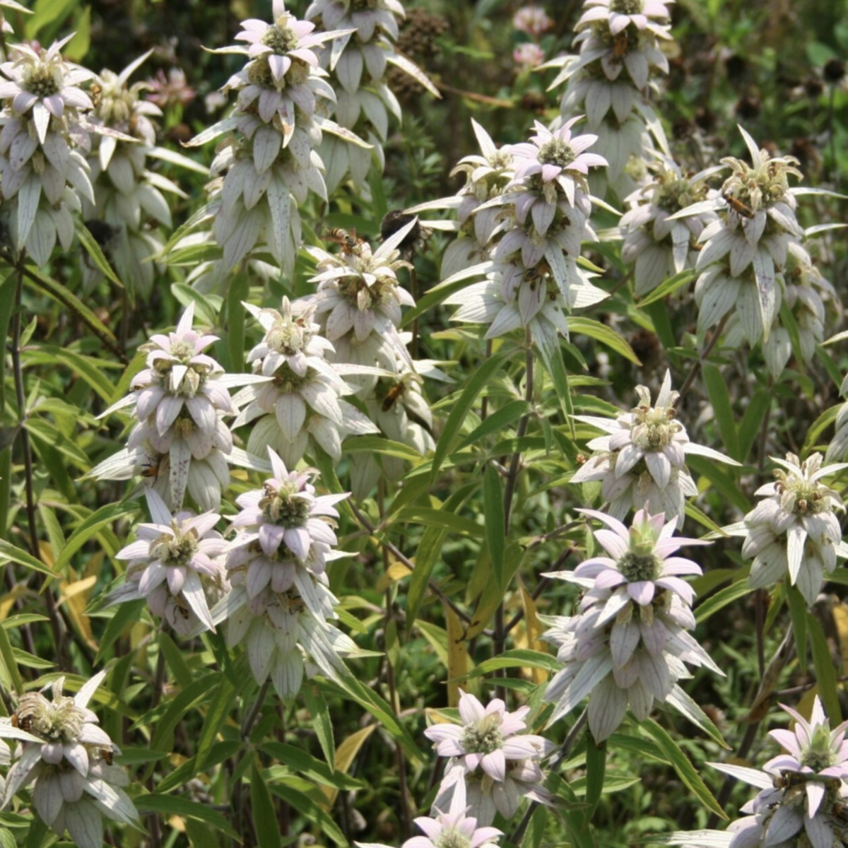 spotted beebalm.png