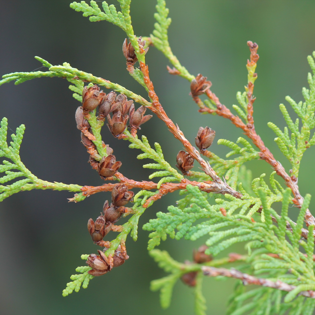 Southern white cedar.JPG