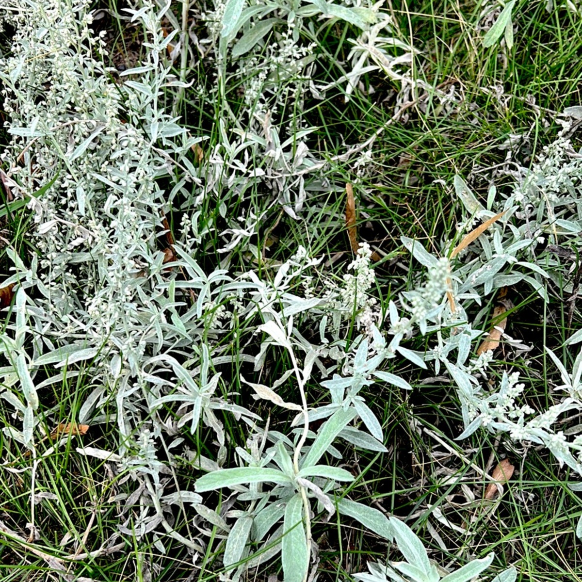 white sage.JPG