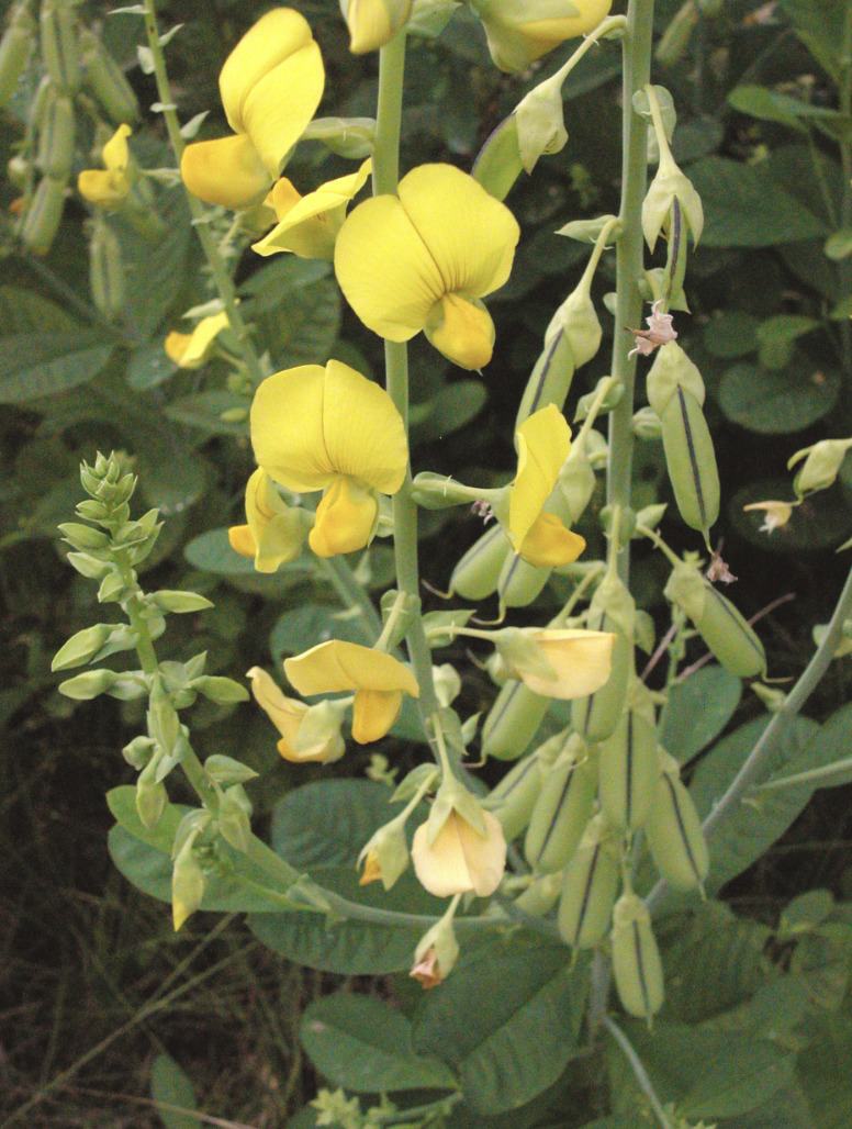 crotalaria 1.png