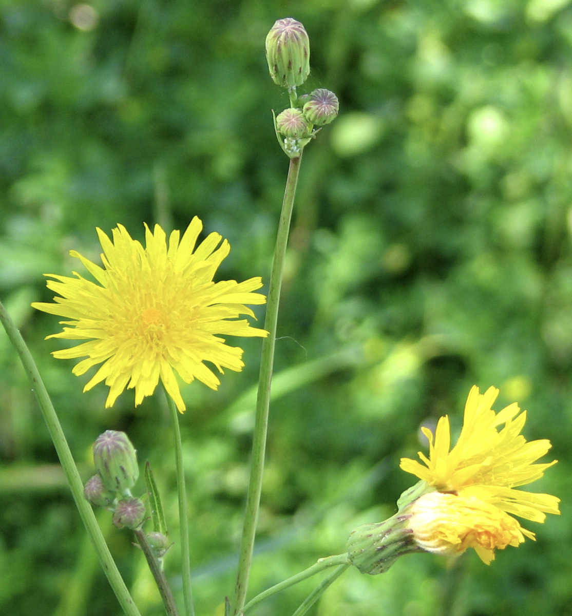 canada hawkweed 1.png