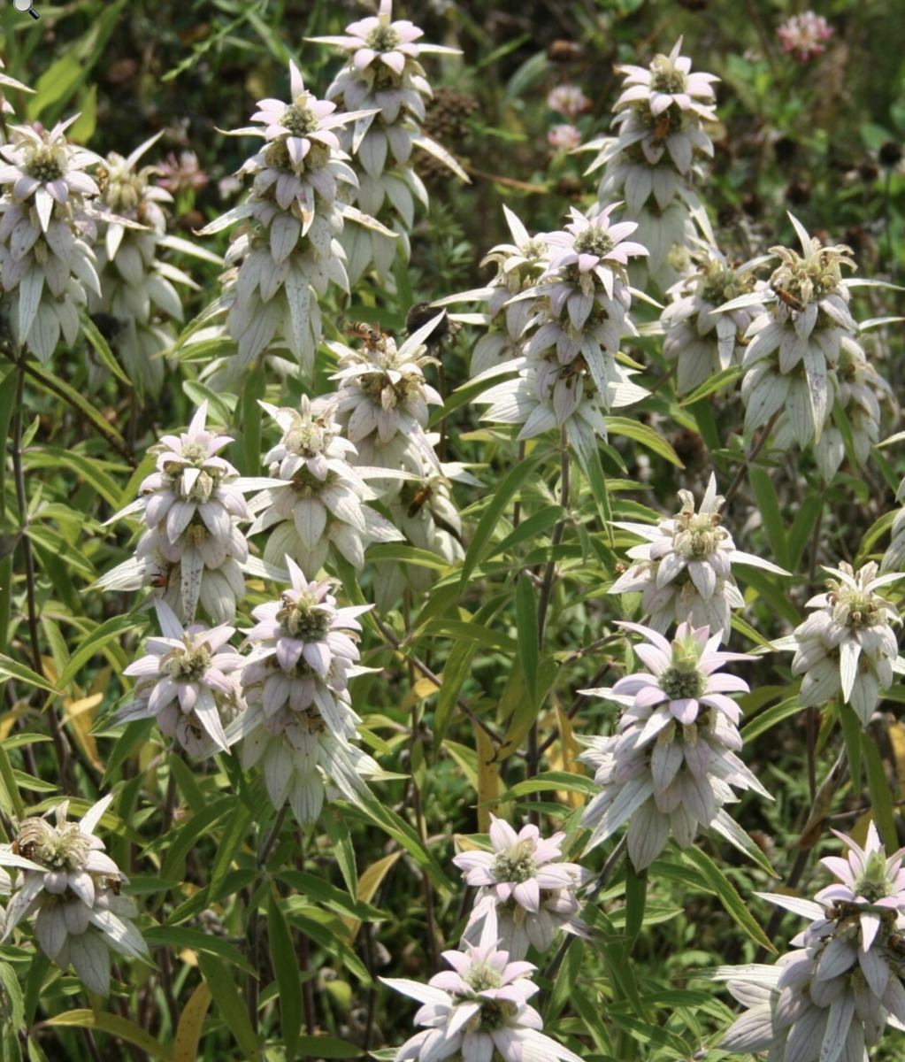 spotted beebalm.png