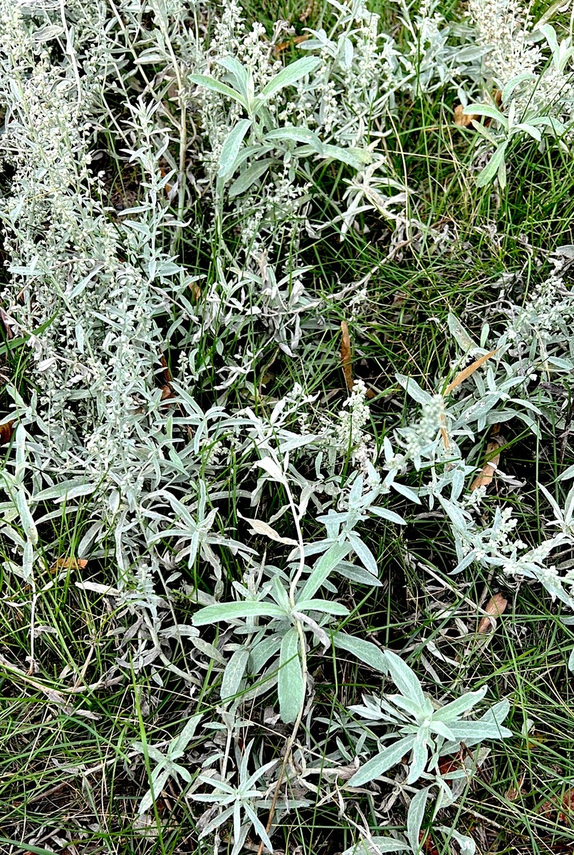 white sage.JPG